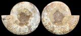 Cut & Polished, Jurassic Ammonite Fossil - Madagascar #51251-2